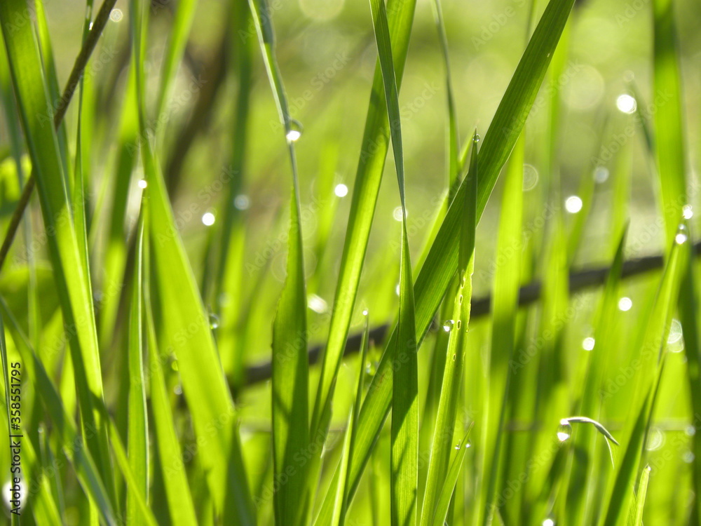 Drops of rossa on the grass
Drops of rossa on the grass