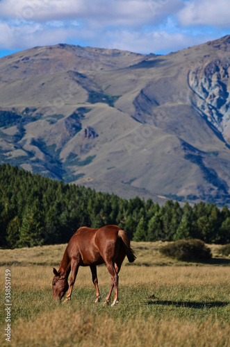 Horse grazing in Patagonia. Laguna la Zeta  Chubut Argentina