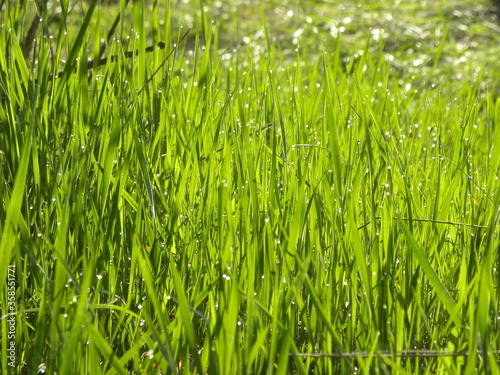  Drops of rossa on the grass