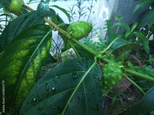 noni fruits growing with waterdrops on the leafs in the garden photo