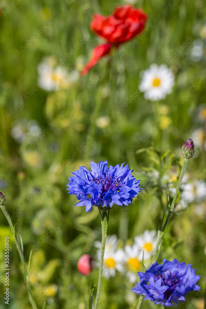 Wildflowers in a meadow, in summer Wildflowers in a meadow, in summer
