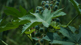 Ricinus communis , the castor bean or castor oil plant