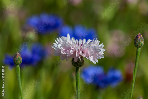 Wildflowers in a meadow  in summer