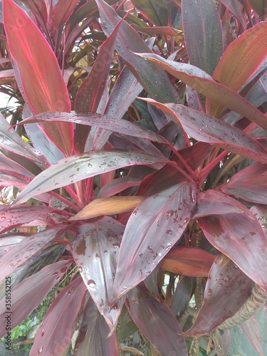 close up  photo's of cordyline fructicosa plant in the garden. cordyline fructicosa is an evergreen flowering plant in the family asparagaceae. photo