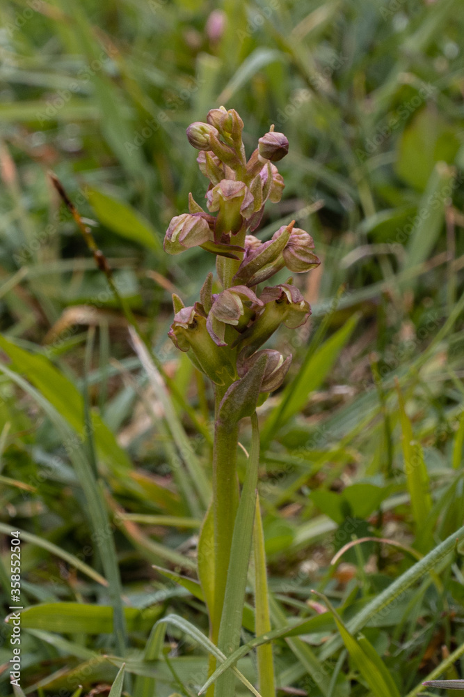 Frog Orchid
Coeloglossum viride / Dactylorhiza viridis Frog Orchid
Coeloglossum viride / Dactylorhiza viridis