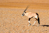 It's Antelope the Namibia desert, Sossuvlei, Africa.
