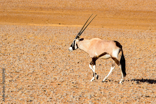 It's Antelope the Namibia desert, Sossuvlei, Africa.