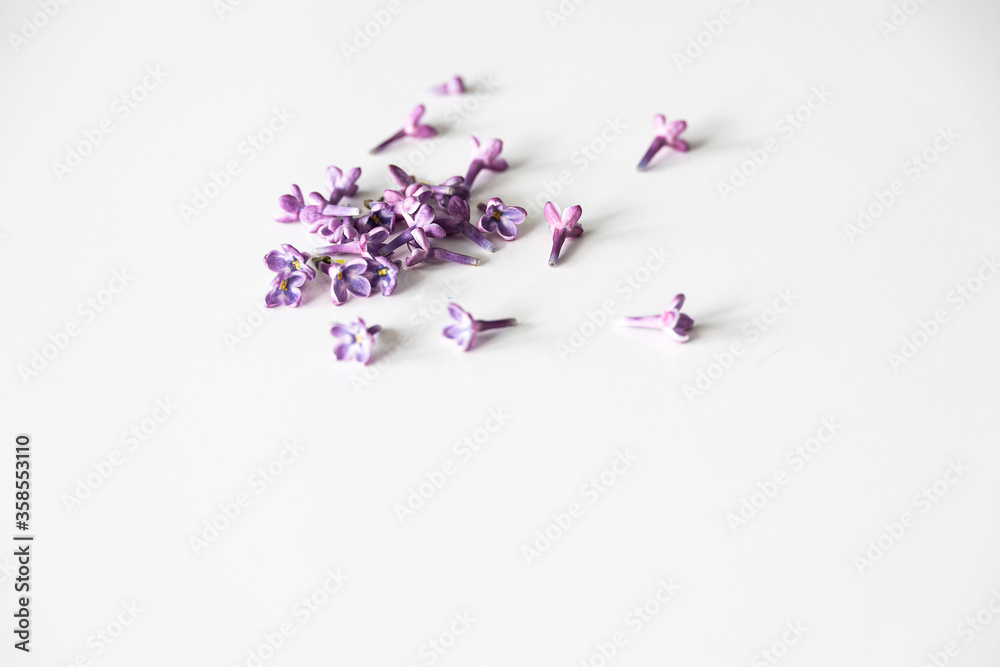 purple lilac flowers lying on a white isolated background in close-up purple lilac flowers lying on a white isolated background in close-up