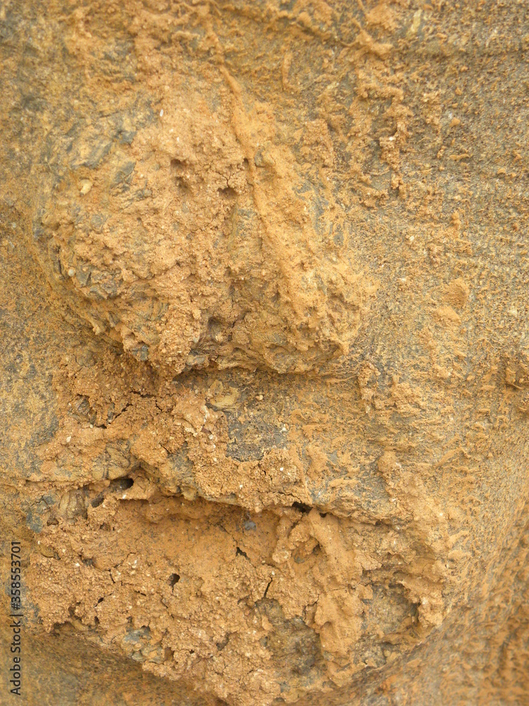 Termite damage on the tree bark textured background Termite damage on the tree bark textured background