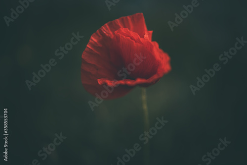 red poppy on a green background in the natural environment