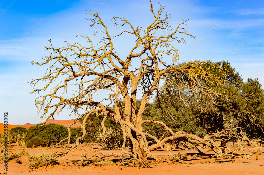 Fototapeta premium It's Spectacular landscape of the Namibia desert, Sossuvlei, Africa.