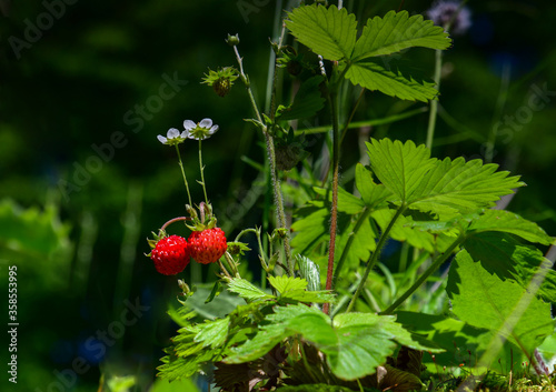 wild strawberries in a sunny meadow, wild strawberry flower, forest, greens, berries