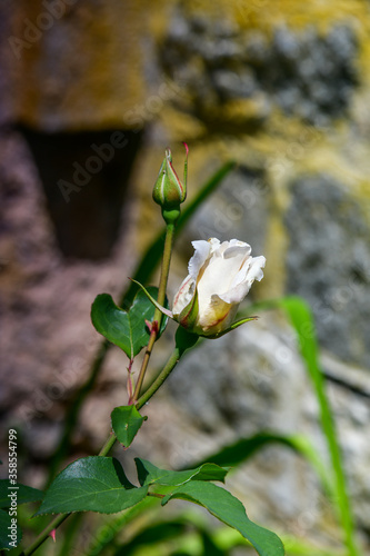 rose against a stone wall, yellowish rose, rosebud. White Rose