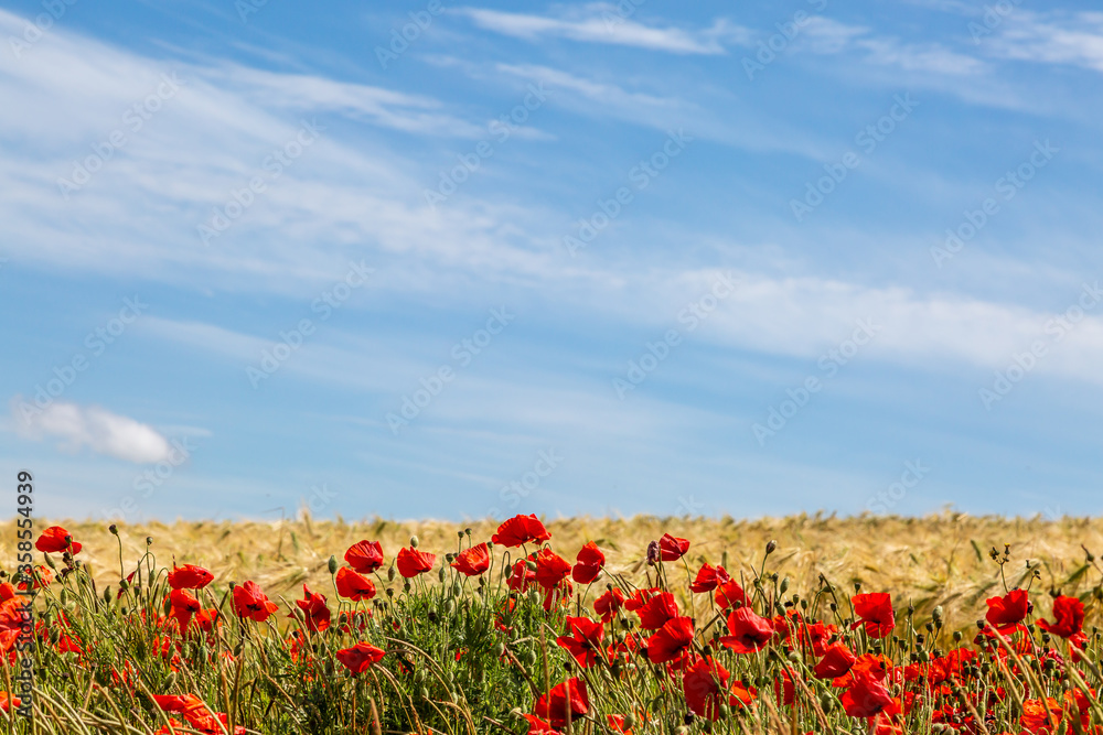 Poppies growing in front of a field of wheat