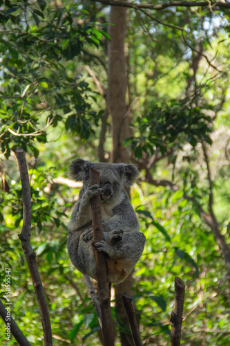 ‎Koala hanging on the tree at Coombabah Park in Gold Coast. Australia. July ‎18, ‎2019