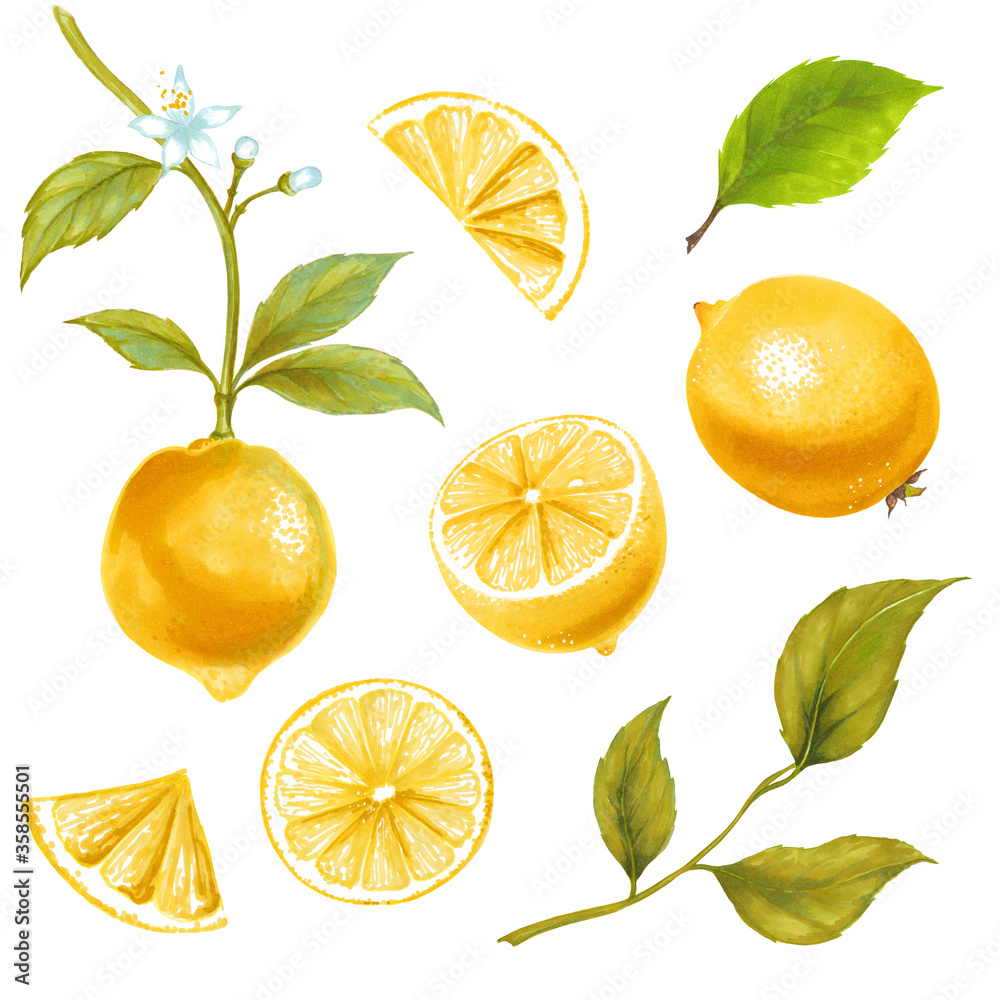 Hand drawn watercolor illustrations of yellow lemon fruits set.