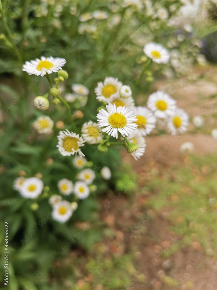 White flowers in the middle, yellow flowers in full bloom. White flowers in the middle, yellow flowers in full bloom.