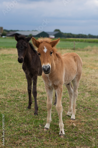Two foals