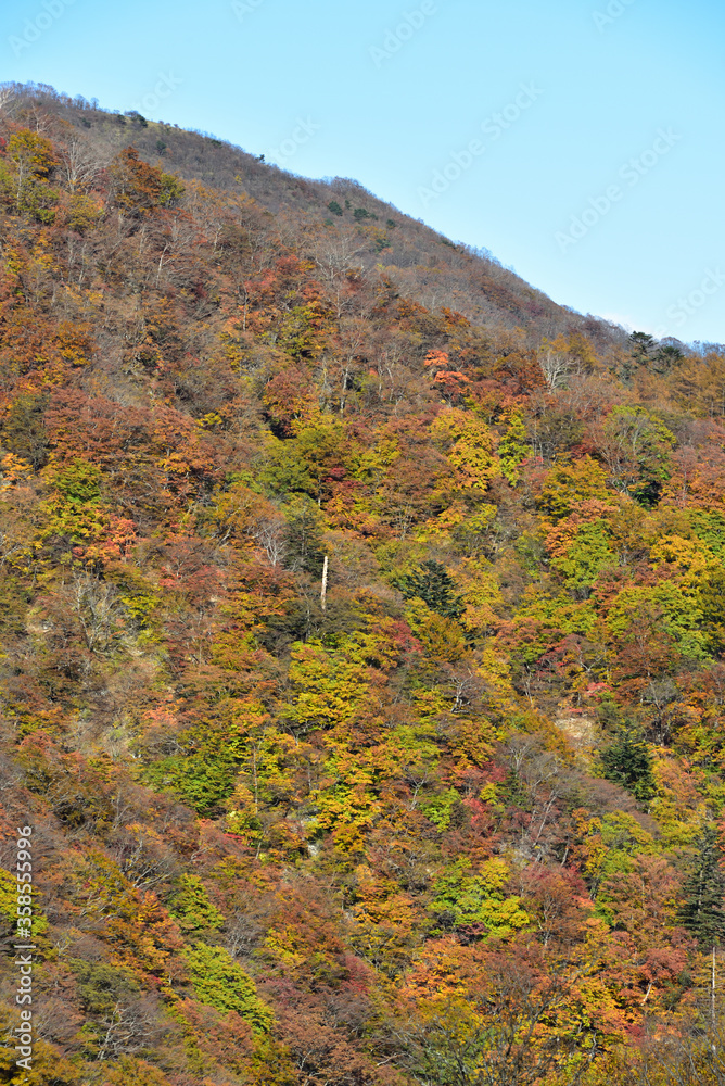 Red leaves in Nikko, Japan