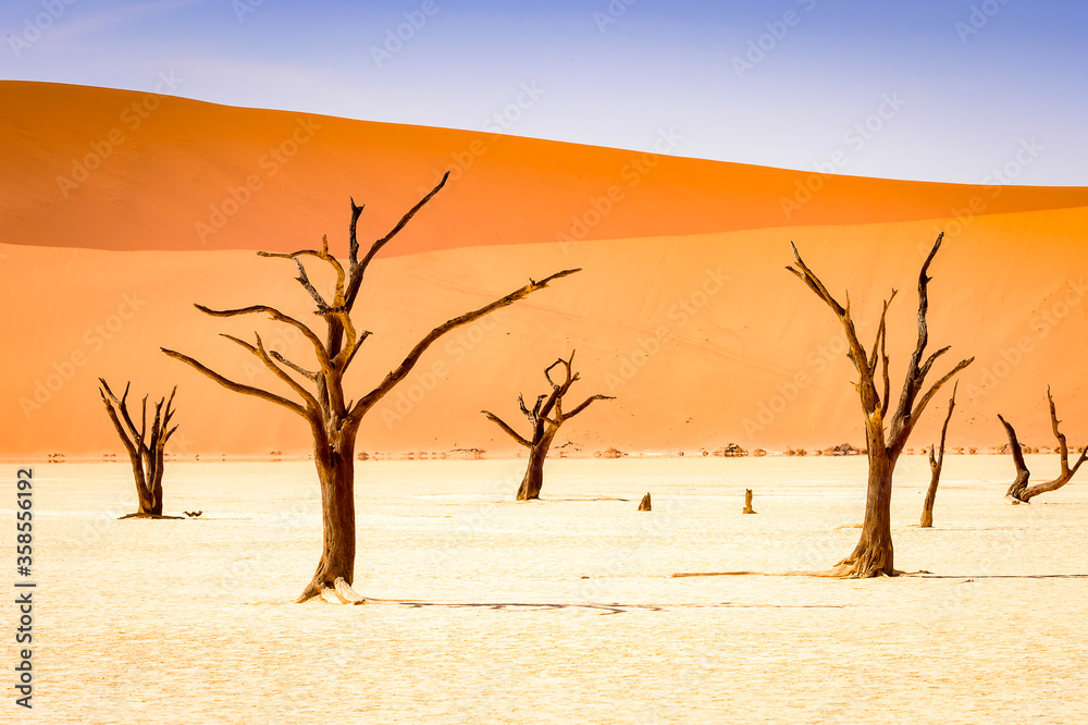 It's Dead Acacia erioloba in the Dead Vlei (Dead Valley), Namibia Desert, Africa It's Dead Acacia erioloba in the Dead Vlei (Dead Valley), Namibia Desert, Africa