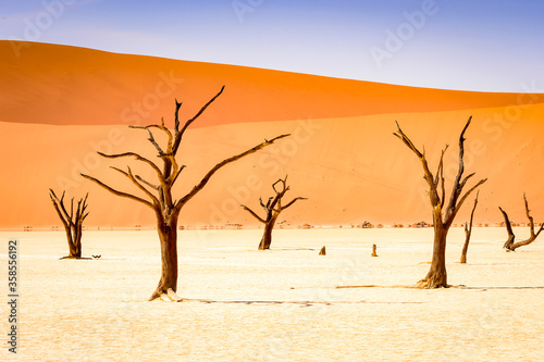 It s Dead Acacia erioloba in the Dead Vlei  Dead Valley   Namibia Desert  Africa