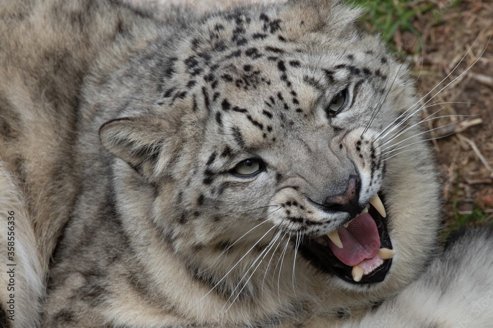 Fototapeta premium Snow leopard yawning and showing his teeth