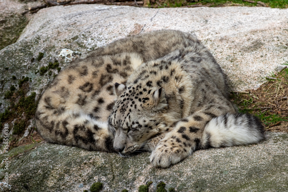 Obraz premium Snow leopard sleeping on a rock