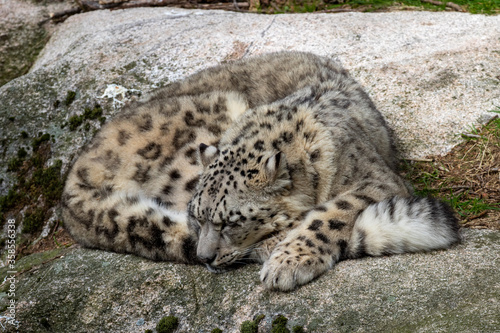 Snow leopard sleeping on a rock