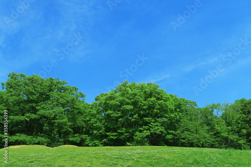 夏の芝生と青空と雲と緑の木々
