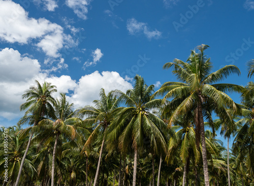 Many coconut trees and blue sky with fluffy clouds.
