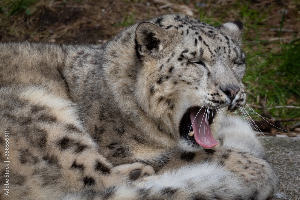 Sleepy snow leopard yawn in zoo Sleepy snow leopard yawn in zoo