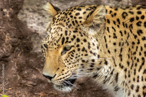 Head of a amur leopard