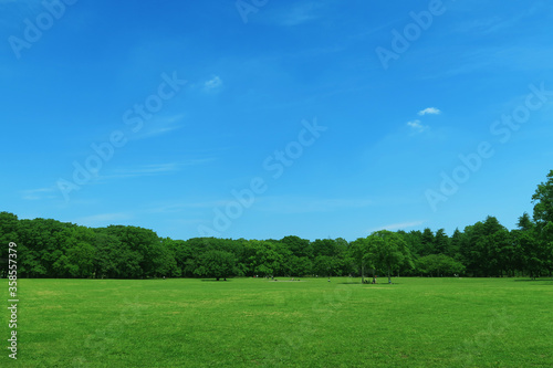 夏の芝生と青空と雲と緑の木々 © rrice