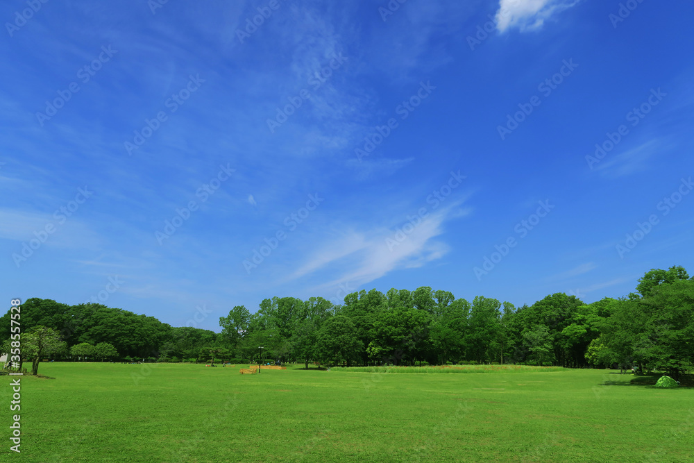 夏の芝生と青空と雲と緑の木々 夏の芝生と青空と雲と緑の木々