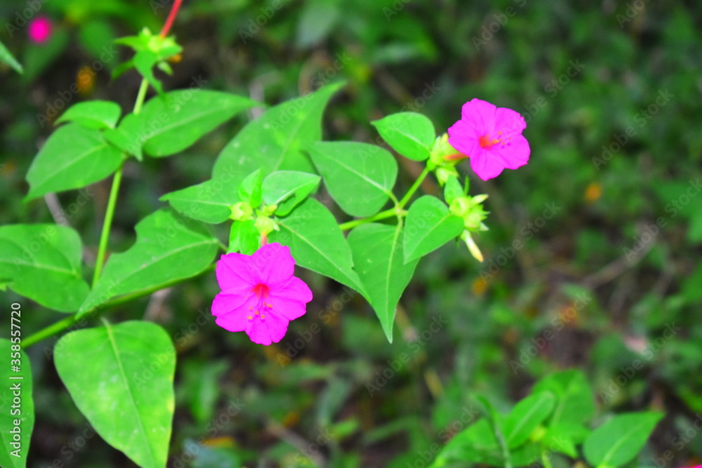 pink flowers in the forest pink flowers in the forest