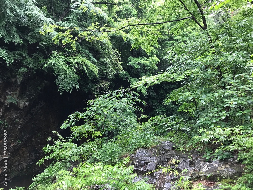 Obraz premium Moss Covered Rocks