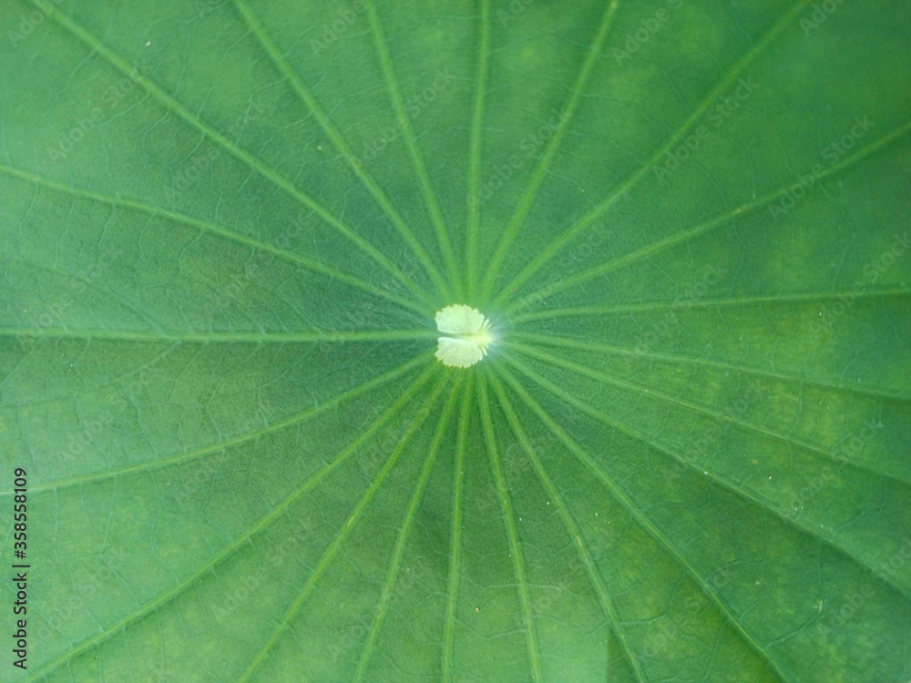 close-up stripes the green lotus leaf, with background texture. close-up stripes the green lotus leaf, with background texture.