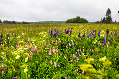 green field with wild flowers and lupines