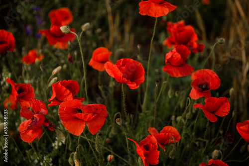 Close up selective focus on red poppies