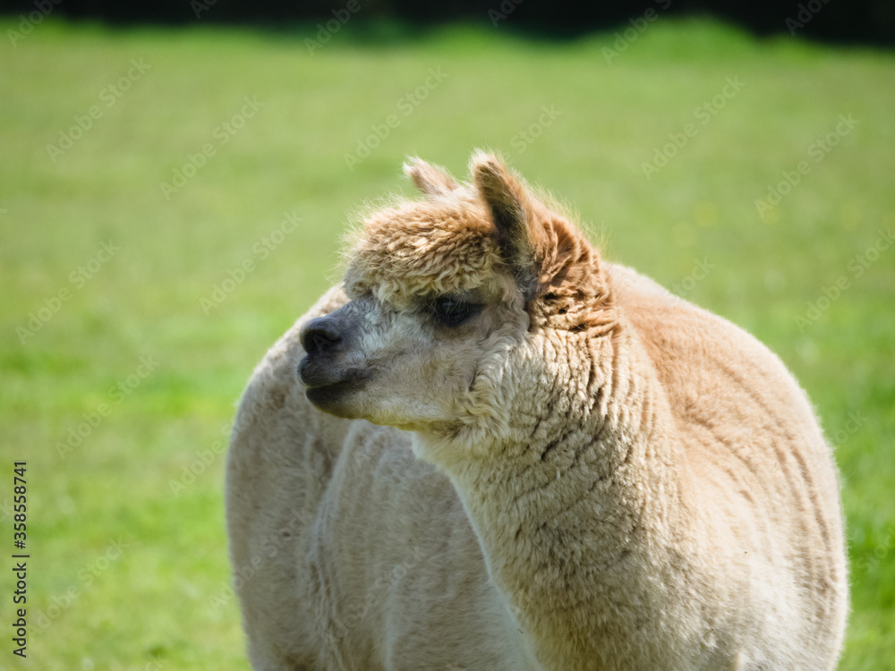 A portrait of a domesticated Alpaca (Vicugna pacos) in a grass meadow A portrait of a domesticated Alpaca (Vicugna pacos) in a grass meadow