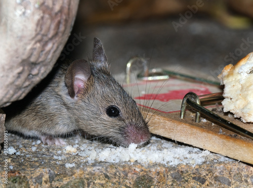 House mouse feeding in urban house garden. UK.