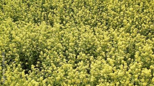 White mustard grows on the field. Mustard field against a white sky. herbaceous plants of the genus Mustard of the Cabbage family.