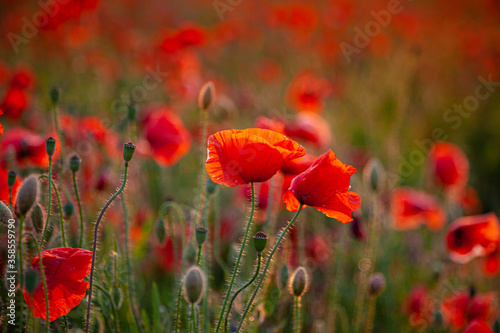 Red poppies. Buds of wildflowers and garden flowers. Red poppy blossoms. Field of poppies. Background for postcards. Nature in the summer. Sunset sun. Copy space