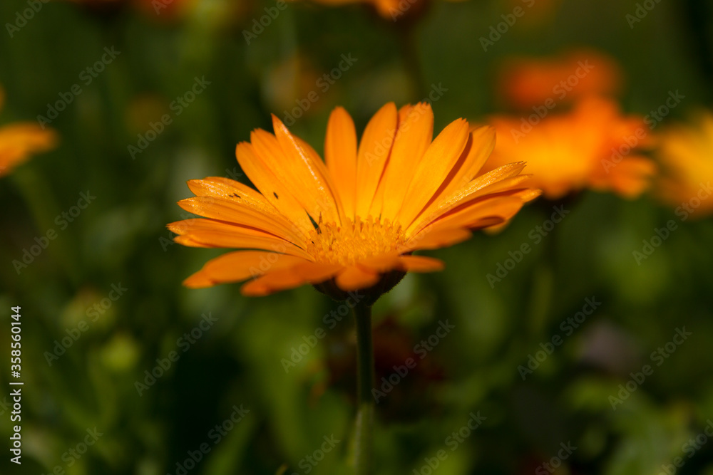 Blossom macro flower in garden.