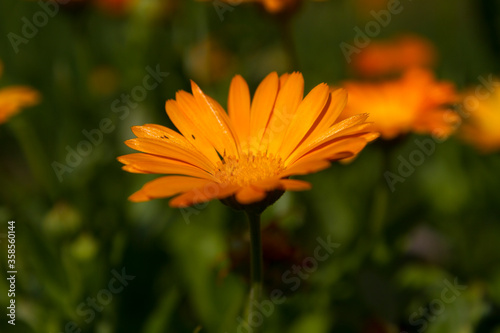 Blossom macro flower in garden.