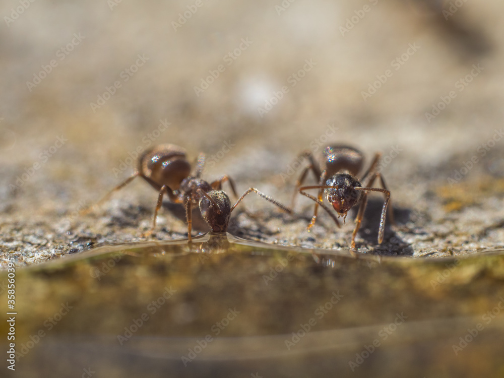 Garden Black Ant Drinking Sugar Water