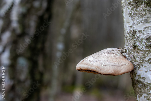 A tree mushroom growing on a birch tree