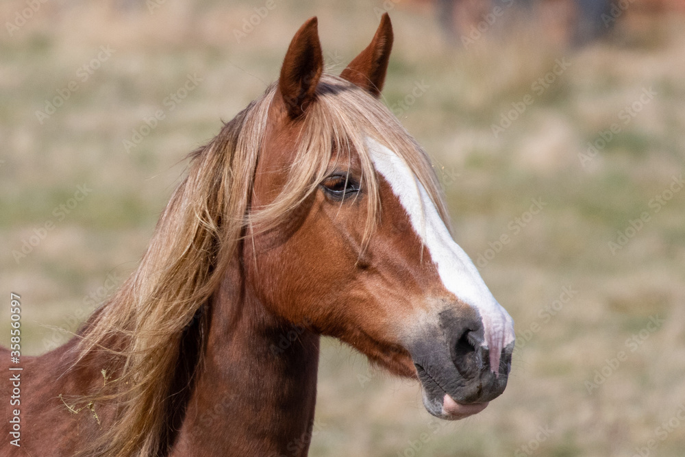 A brown horse head with pointing ears A brown horse head with pointing ears