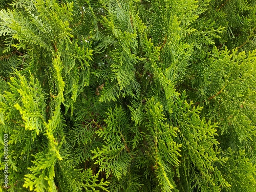 Pinus merkusii, Use as background.
