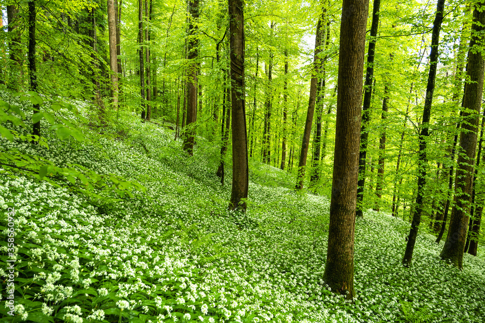 Fototapeta premium blühender Bärlauch im Märchenwald